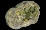 Yellow Crystal Filled Septarian Geode ( lbs) - Utah #135444-2